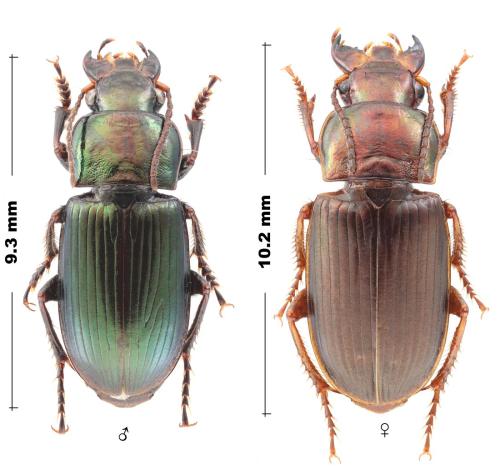 Réf. 296 908 : Harpalus distinguendus